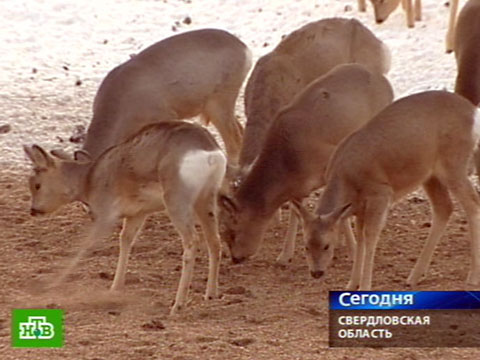 Зверей спасает лесной фастфуд