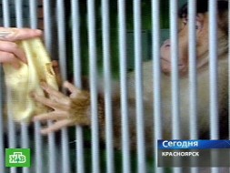 Не всё обезьяне Масленица