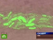 Бактерии подсказали генетикам, который час