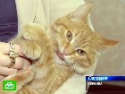 �������� �� ������ ����. � ��������������� �������� ������������ ����� �������� �� ��������� ���� ������. �� ���� ����� ��� �� ������ ����. ������, �����, �������. C������� ������ �� ���