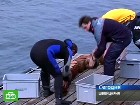 ��� � ����� ������. ������ ��������� ���������� ������� ����� � ��� ��������� � ��� ��� ��������� � ���� ����� �������, ������� �������� �� �������-��������. ��������, ��������, �����, �������. C������� ������ �� ���