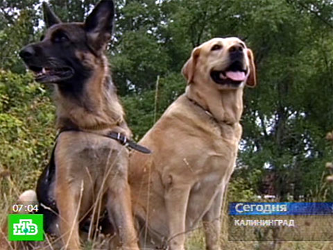 Видеоновость: Собачья работа