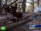 Самарская область во мгле. В Самарской области от пожаров страдают не только села — огонь полыхает уже в черте второго по величине города области. лесные пожары, пожары, Самарская область. НТВ.Ru: новости, видео, программы телеканала НТВ Самарская область во мгле. В Самарской области от пожаров страдают не только села — огонь полыхает уже в черте второго по величине города области. лесные пожары, пожары, Самарская область. НТВ.Ru: новости, видео, программы телеканала НТВ
