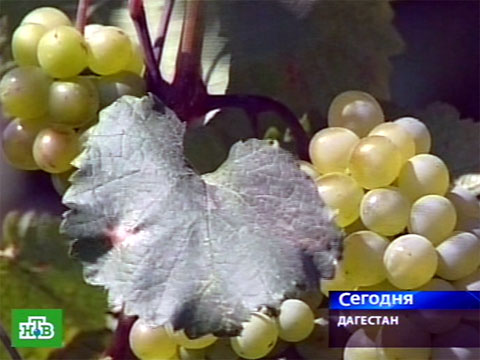 Видеоновость: Дагестанские аграрии спасают урожай винограда