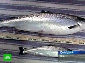 Американцев накормят трансгенной рыбой