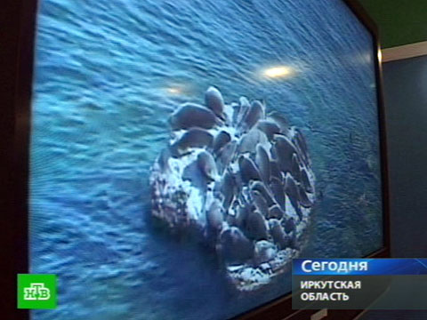 Видеоновость: Нерпа попала в реалити-шоу