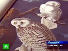 � ������� ������� ����� ������� �����. �� �������� ������� � ������� ���������� ��������� �������. Sotheby s, ��������, ��������������, ����������, ������, �������, �������. C������� ������ �� ���