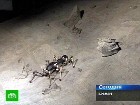Лунный полигон для роботов. Ученые из немецкого научно-исследовательского центра искусственного интеллекта проверяют на прочность космические аппараты. космос, Луна, наука. НТВ.Ru: новости, видео, программы телеканала НТВ Лунный полигон для роботов. Ученые из немецкого научно-исследовательского центра искусственного интеллекта проверяют на прочность космические аппараты. космос, Луна, наука. НТВ.Ru: новости, видео, программы телеканала НТВ