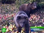 Медведи стали мельче и опаснее