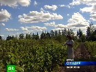 Вавиловскую коллекцию спасут думцы. Ученые Всероссийского института растениеводства ждут принятия закона, появившегося благодаря президенту. наука, растения, скандалы. НТВ.Ru: новости, видео, программы телеканала НТВ Вавиловскую коллекцию спасут думцы. Ученые Всероссийского института растениеводства ждут принятия закона, появившегося благодаря президенту. наука, растения, скандалы. НТВ.Ru: новости, видео, программы телеканала НТВ