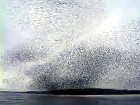 ������ �������� ����������� �������� � �����. ���-�� ������, �����������, �������� ��������� ������� ��������������� �� ��������. ������ �������� ��� �������� Murmuration. ��������, �����, �������. C������� ������ �� ���