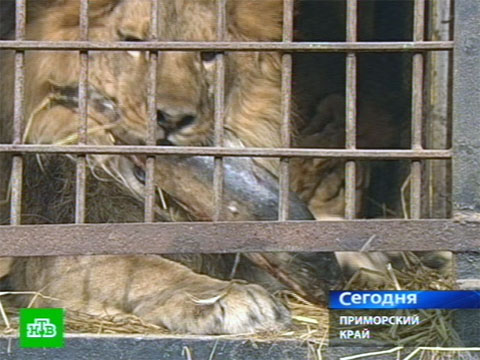 Видеоновость: Хищники в зоопарке объедаются деликатесами