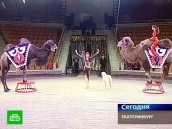 Горбатая артистка цирка скрыла беременность