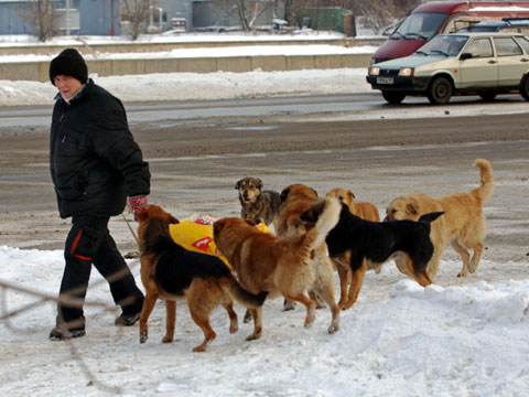 В России стая собак загрызла десятилетнего школьника. Нас не коснется???