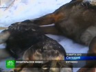 Бродячих псов отравили ядом для грызунов. Специалисты петербургской Ветеринарной академии озвучили результаты экспертизы тел собак, которые зоозащитники обнаружили 15 марта на пустыре. Санкт-Петербург, животные, собаки, убийства. НТВ.Ru: новости, видео, программы телеканала НТВ Бродячих псов отравили ядом для грызунов. Специалисты петербургской Ветеринарной академии озвучили результаты экспертизы тел собак, которые зоозащитники обнаружили 15 марта на пустыре. Санкт-Петербург, животные, собаки, убийства. НТВ.Ru: новости, видео, программы телеканала НТВ