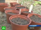 Российская почта страшнее Хиросимы