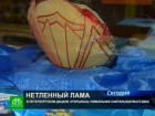 Верующим привезли вещи нетленного Ламы. В дацане Северной столицы открылась выставка, посвященная Хамбо Ламы Итигэлову — дореволюционному главе российских буддистов. буддизм, выставки, Санкт-Петербург. НТВ.Ru: новости, видео, программы телеканала НТВ Верующим привезли вещи нетленного Ламы. В дацане Северной столицы открылась выставка, посвященная Хамбо Ламы Итигэлову — дореволюционному главе российских буддистов. буддизм, выставки, Санкт-Петербург. НТВ.Ru: новости, видео, программы телеканала НТВ