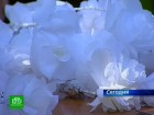 Малышам с онкологией дарят «Белый букет». В Петербурге готовят благотворительную акцию к Международному Дню защиты детей. благотворительность, дети, онкология, Санкт-Петербург. НТВ.Ru: новости, видео, программы телеканала НТВ Малышам с онкологией дарят «Белый букет». В Петербурге готовят благотворительную акцию к Международному Дню защиты детей. благотворительность, дети, онкология, Санкт-Петербург. НТВ.Ru: новости, видео, программы телеканала НТВ
