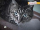 Сын зарезал мать в день рождения из-за кота Барсика. Сбежавший питомец стал причиной кровавой расправы. кошки, Омск, убийства, эксклюзив. НТВ.Ru: новости, видео, программы телеканала НТВ Сын зарезал мать в день рождения из-за кота Барсика. Сбежавший питомец стал причиной кровавой расправы. кошки, Омск, убийства, эксклюзив. НТВ.Ru: новости, видео, программы телеканала НТВ