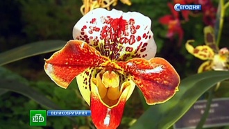 ��������� II � ����� ����� ������������ ������� ������� �����������