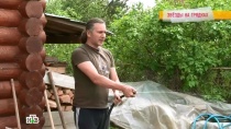 Богатые тоже пашут: звезды рассказали о грядках на дачных фазендах. знаменитости, шоу-бизнес, эксклюзив. НТВ.Ru: новости, видео, программы телеканала НТВ Богатые тоже пашут: звезды рассказали о грядках на дачных фазендах. знаменитости, шоу-бизнес, эксклюзив. НТВ.Ru: новости, видео, программы телеканала НТВ