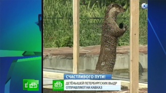 ������ �� �������������� �������� ������� �&nbsp;������������ �����������