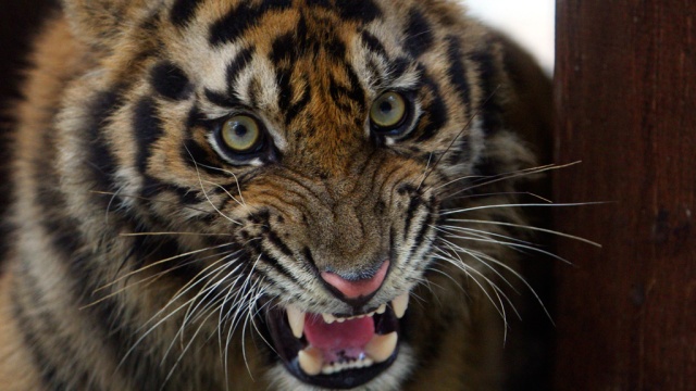 В Индонезии стая тигров загнала на дерево пятерых мужчин. Индонезия, тигры. НТВ.Ru: новости, видео, программы телеканала НТВ