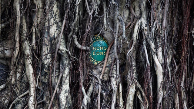 В Гонконге 400-летнее неизлечимо больное дерево приговорили к «эвтаназии». Гонконг, дерево, растения. НТВ.Ru: новости, видео, программы телеканала НТВ
