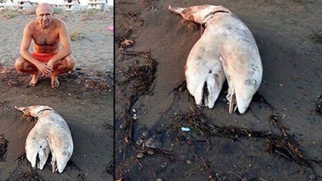 Учитель из Турции нашел на пляже мертвого дельфина с двумя головами. Турция,дельфины,животные. НТВ.Ru: новости, видео, программы телеканала НТВ