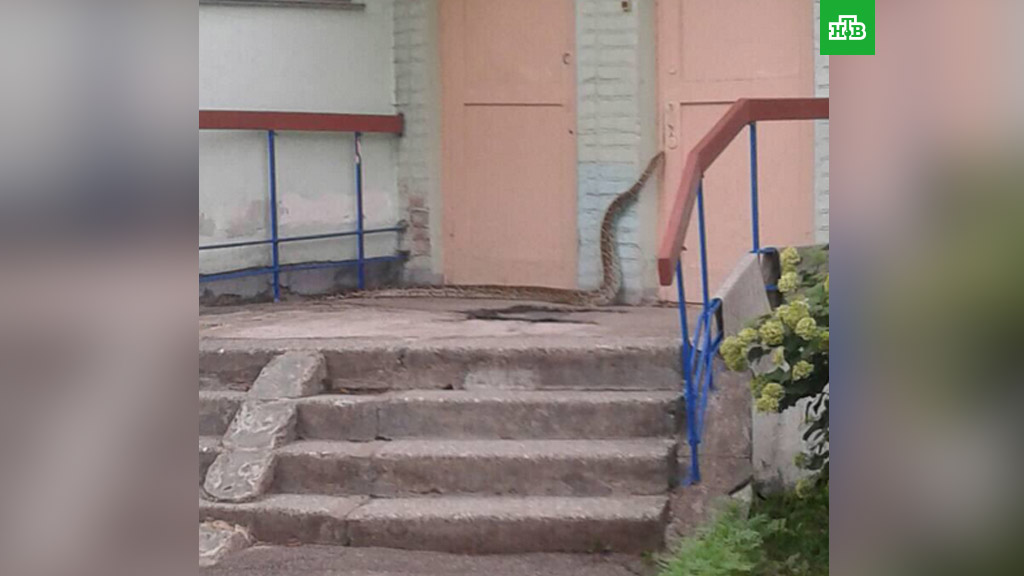 В яслях на окраине Минска поймали 4-метрового питона.
Белоруссия, Минск, животные, змеи.
НТВ.Ru: новости, видео, программы телеканала НТВ В яслях на окраине Минска поймали 4-метрового питона.
Белоруссия, Минск, животные, змеи.
НТВ.Ru: новости, видео, программы телеканала НТВ