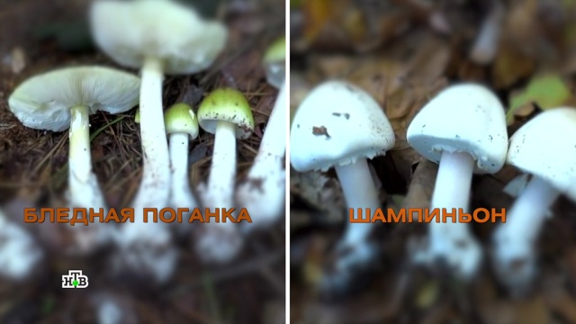 Вся правда о шампиньонах: безопасны ли они для здоровья.
грибы, еда, здоровье.
НТВ.Ru: новости, видео, программы телеканала НТВ Вся правда о шампиньонах: безопасны ли они для здоровья.
грибы, еда, здоровье.
НТВ.Ru: новости, видео, программы телеканала НТВ