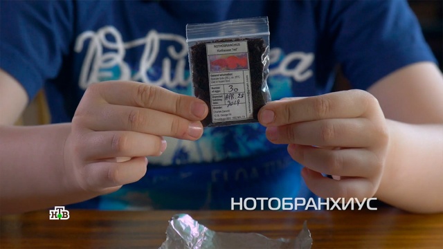 Живые игрушки: нужны ли детям фермы по разведению муравьев, мальков и бабочек.
дети и подростки, игры и игрушки, насекомые, наука и открытия.
НТВ.Ru: новости, видео, программы телеканала НТВ Живые игрушки: нужны ли детям фермы по разведению муравьев, мальков и бабочек.
дети и подростки, игры и игрушки, насекомые, наука и открытия.
НТВ.Ru: новости, видео, программы телеканала НТВ