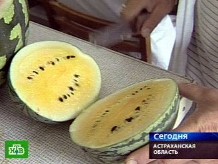 Вопреки расхожего мнения настоящий астраханский арбуз. Астрахань арбузы и Лотосы.